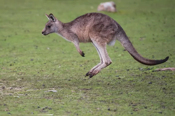 Kangaroo - Linh vật quốc gia Úc